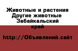 Животные и растения Другие животные. Забайкальский край